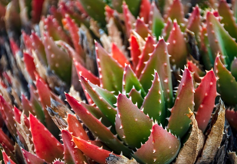 Sedum Succulent
